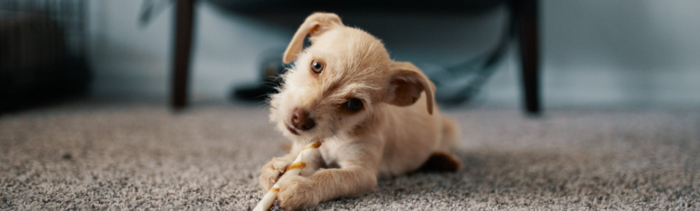 professional carpet cleaning services