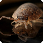 Bed Bug
    Treatment