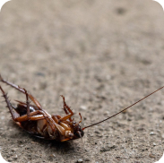 Cockroach Treatment