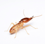 Termite
    Control